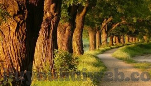 足球比分极速-足球比分极速,一场关于速度与激情的数字革命
